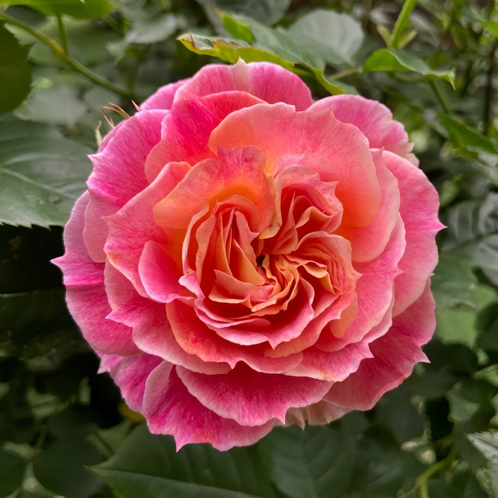 Chaleur Rose Plant｜温暖 image 0