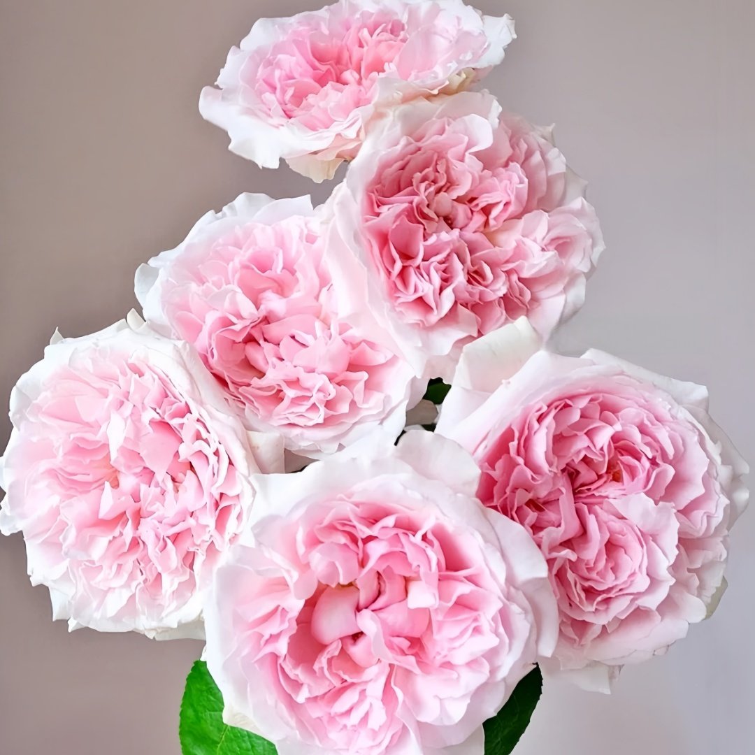 Miranda Rose Plant | 米兰达 image 2