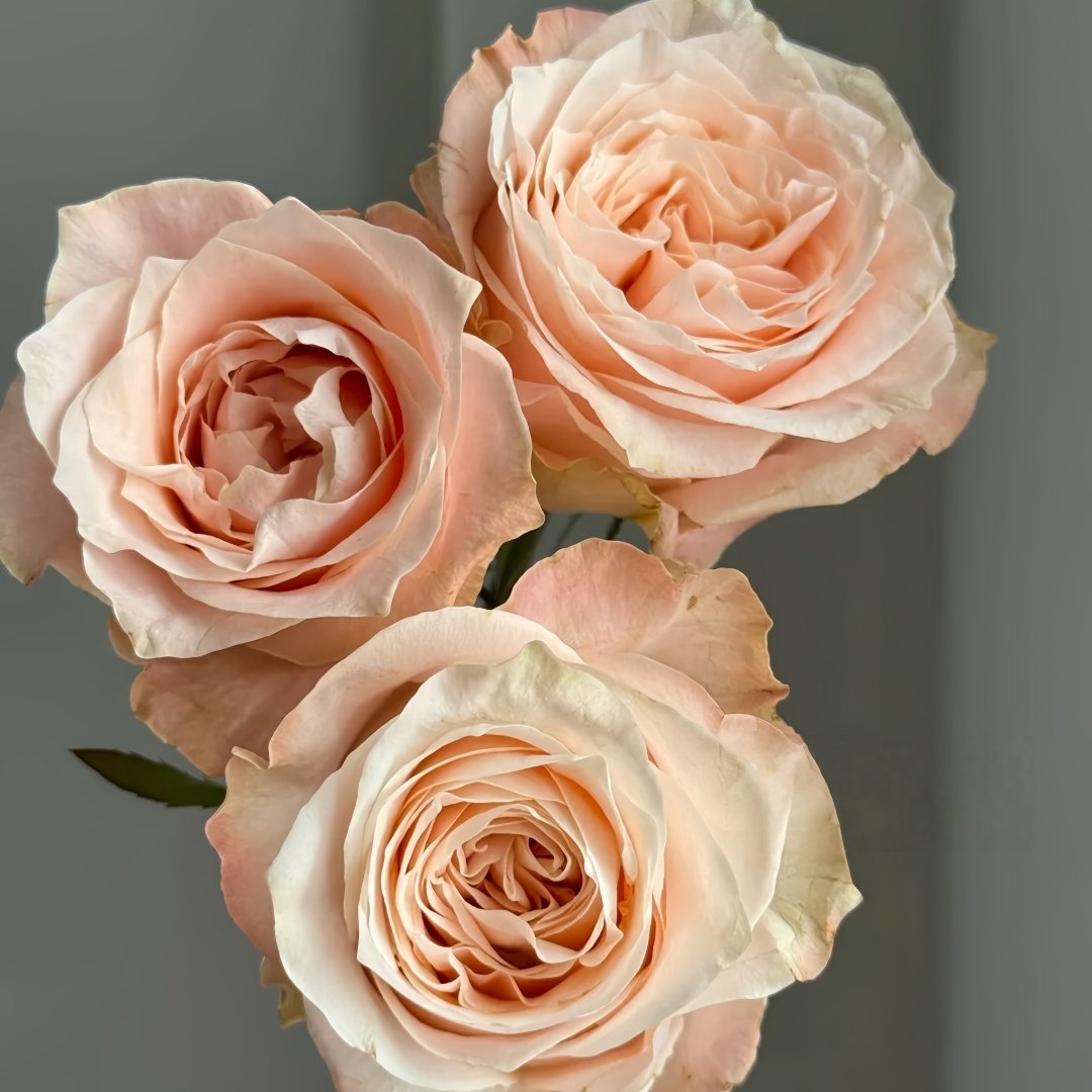 Warm hearted Milk Pastry Rose Plant|暖心奶油酥 image 7