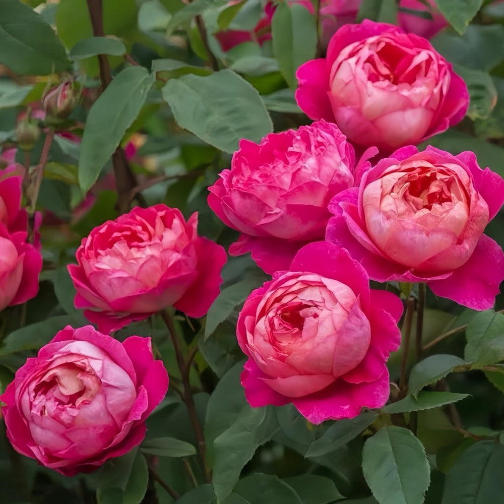 Benjamin Britten Rose Plant｜本杰明布里顿 image 5