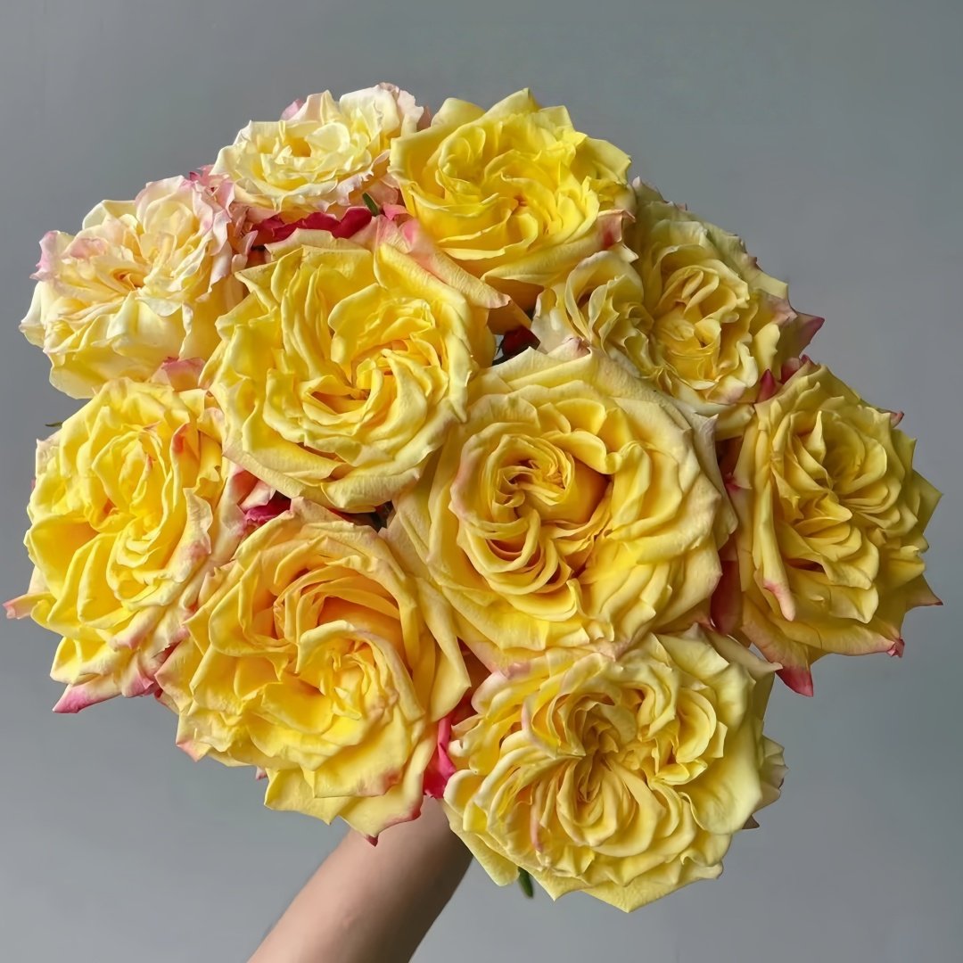 Golden Wheat Rose Plant｜黄金麦浪 image 7