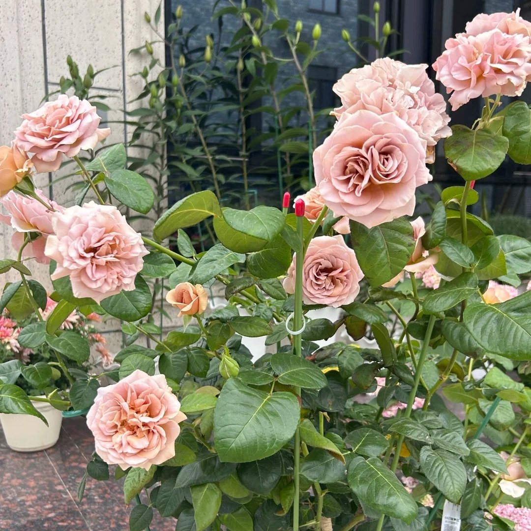 Caffe Latte Rose Plant|拿铁咖啡 image 5