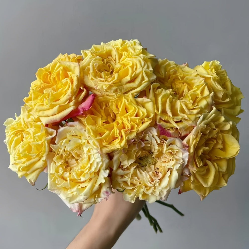 Golden Wheat Rose Plant｜黄金麦浪 image 5