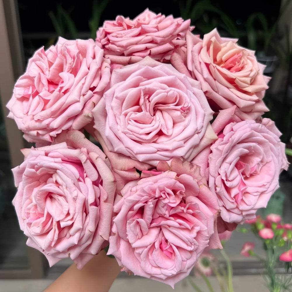 Cold Brew Rose Plant｜冷酿 image 0