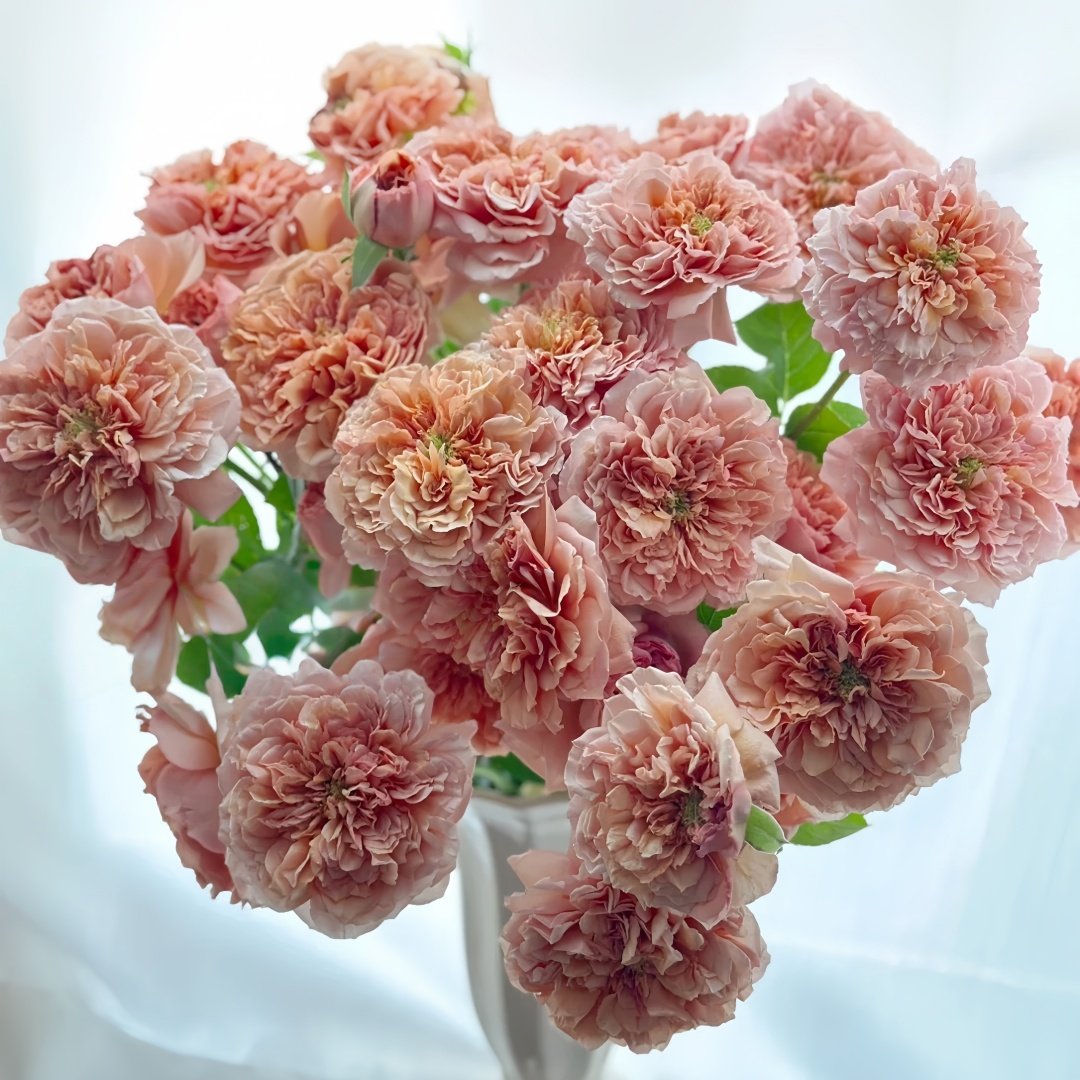 Belle d’Anjou Rose Plant｜安茹美人 image 9