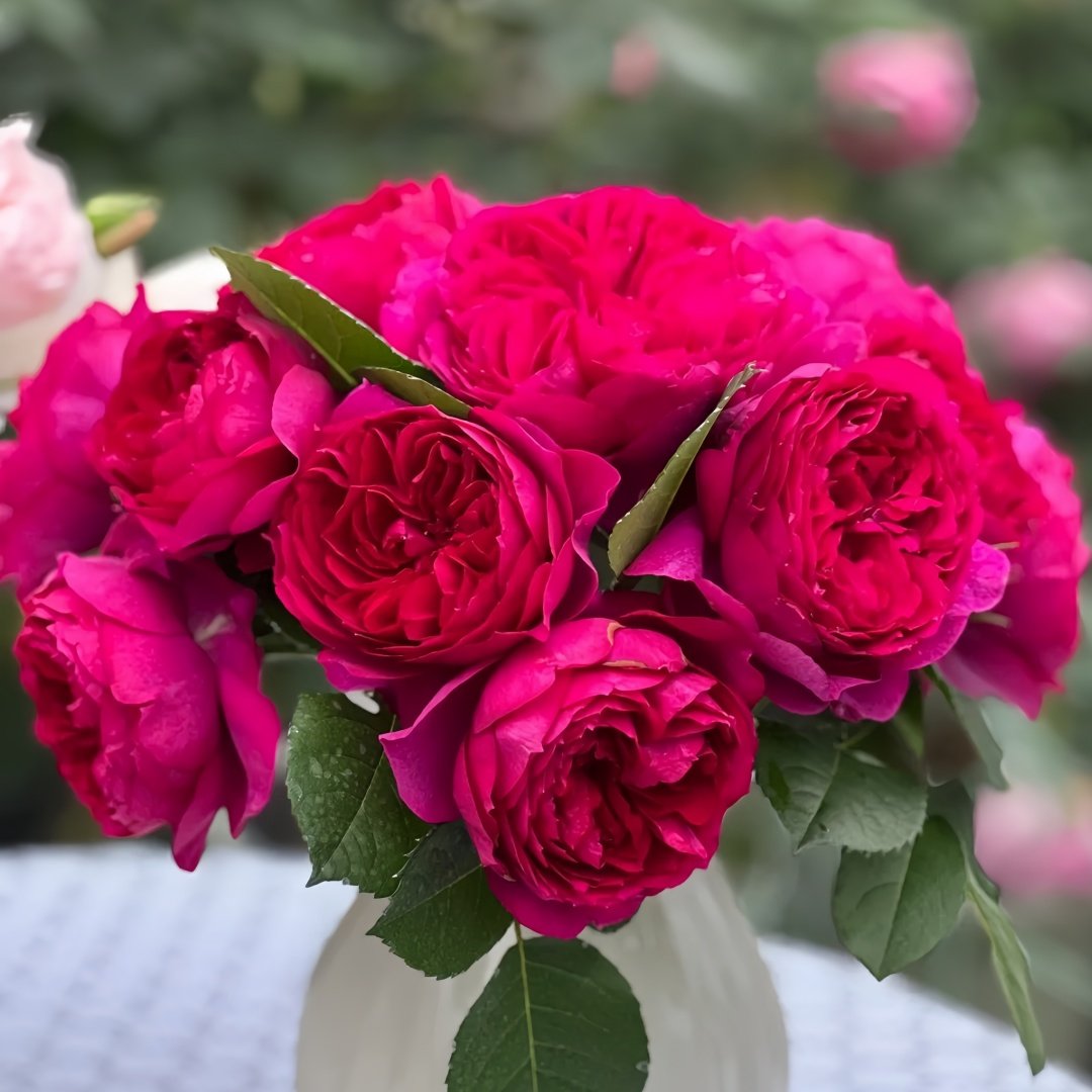 Cixuan Rose Plant|慈萱 image 9