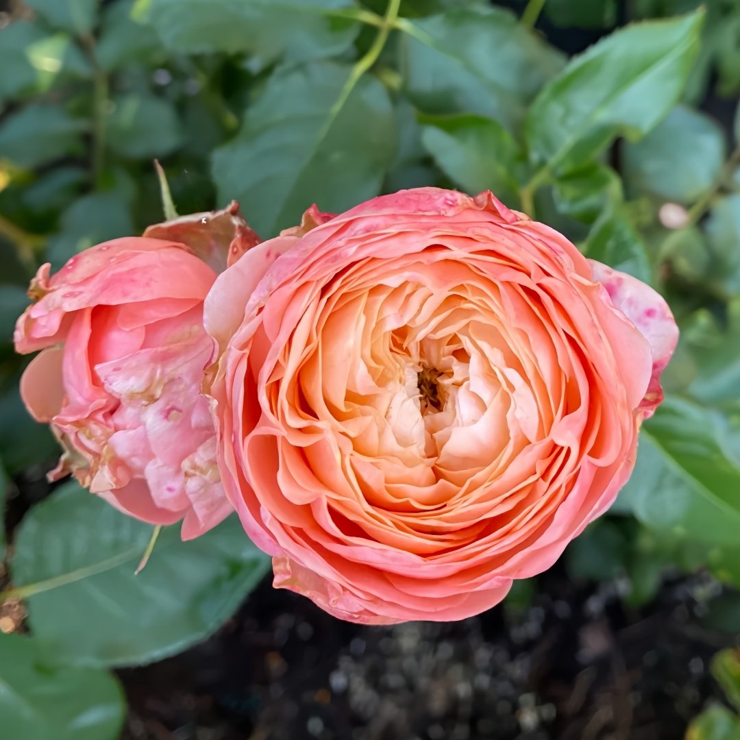 Sweet Harper Rose Plant | 甜蜜哈珀 image 5