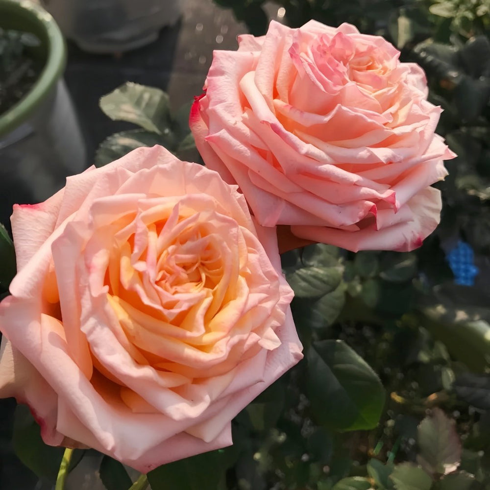 Lovely Heart Rose Plant｜心肝宝贝 image 9