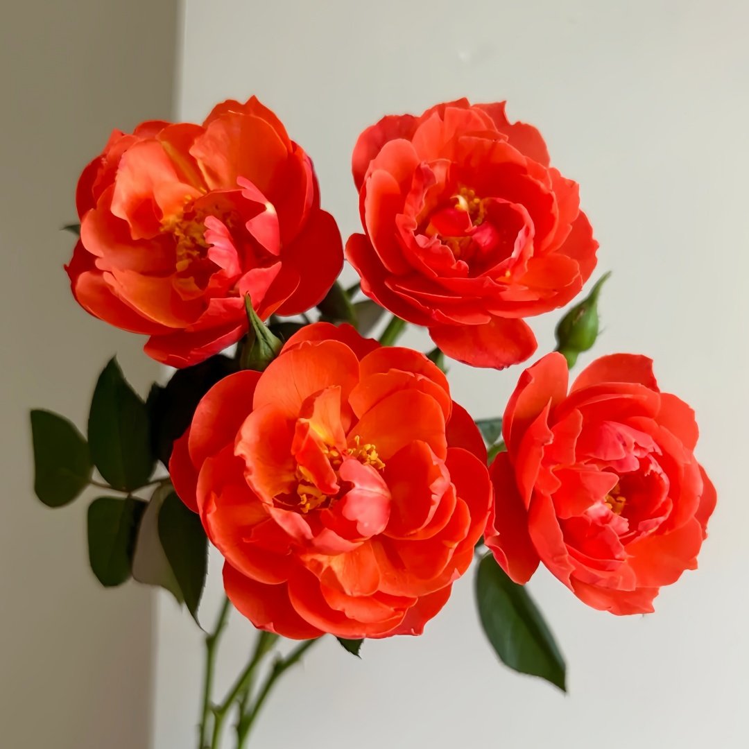 Chi Yan Rose Plant|炽焱 image 1
