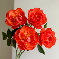 Chi Yan Rose Plant|炽焱 image 1