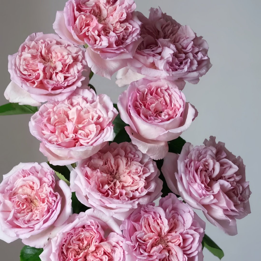 Chocolate Romantica Rose Plant｜浪漫巧克力 image 3