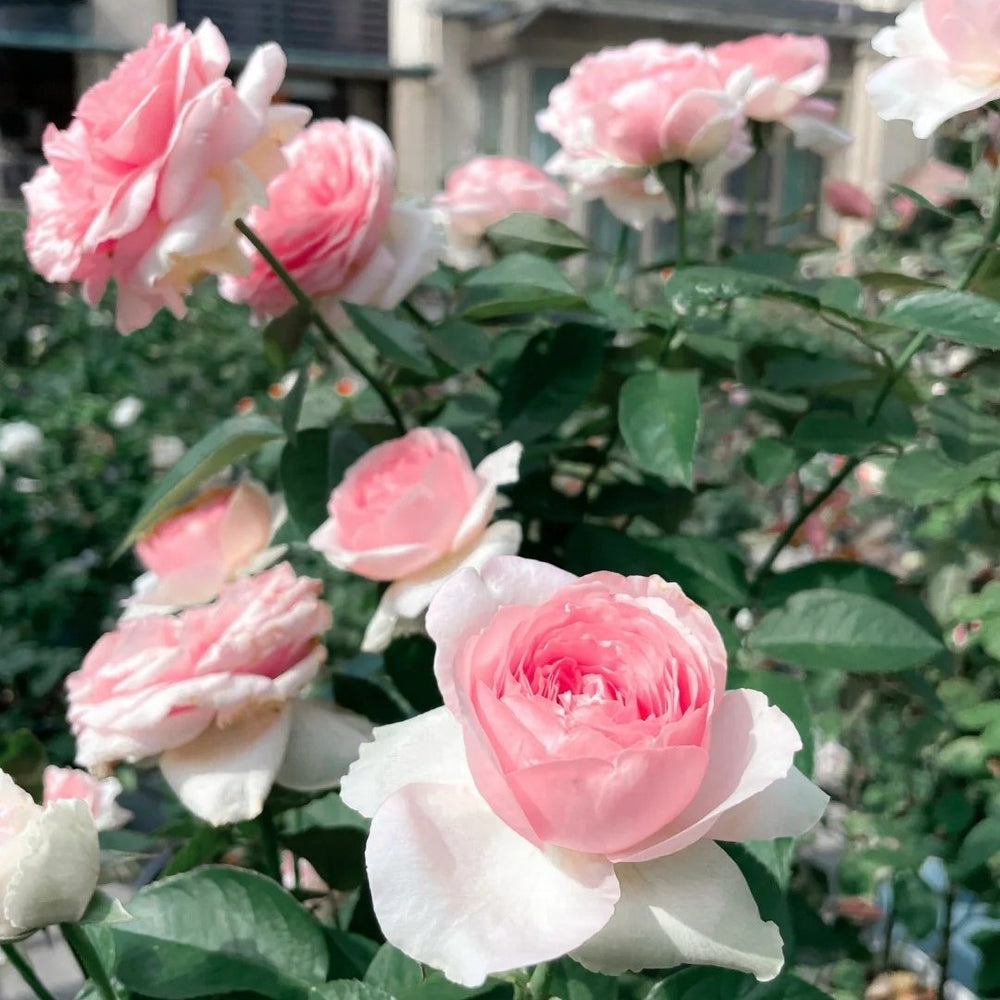 Dark Pink Monalisa Rose Plant | 深粉蒙娜丽莎 image 1