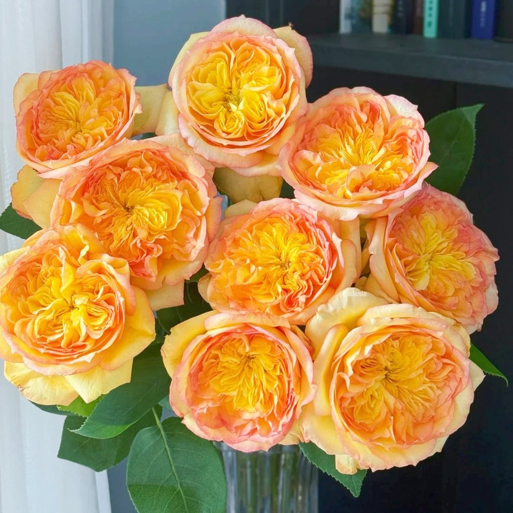 Henri Delbard Rose Plant|橘子酱 image 5