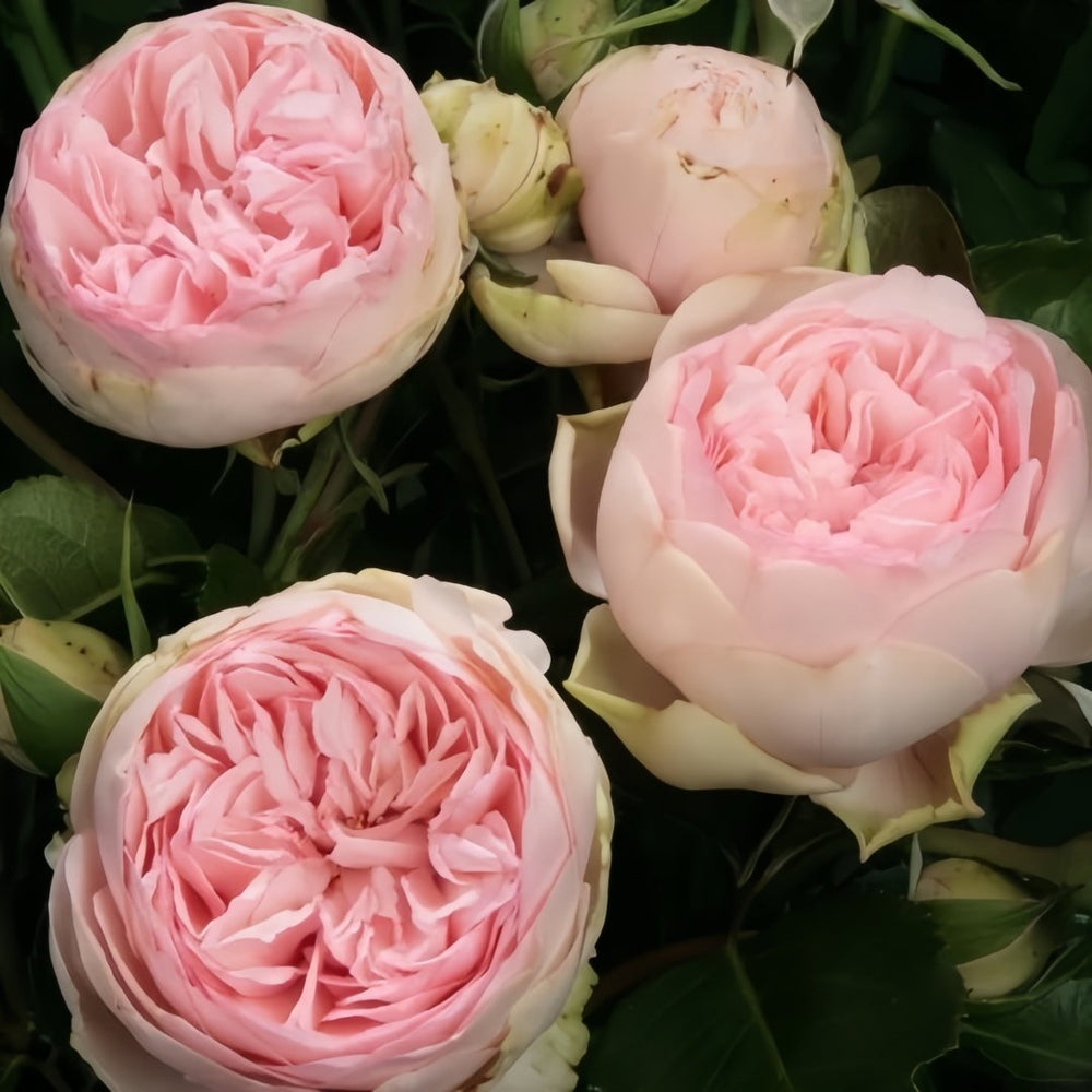 Charming Piano Rose Plant | 妩媚钢琴 image 1