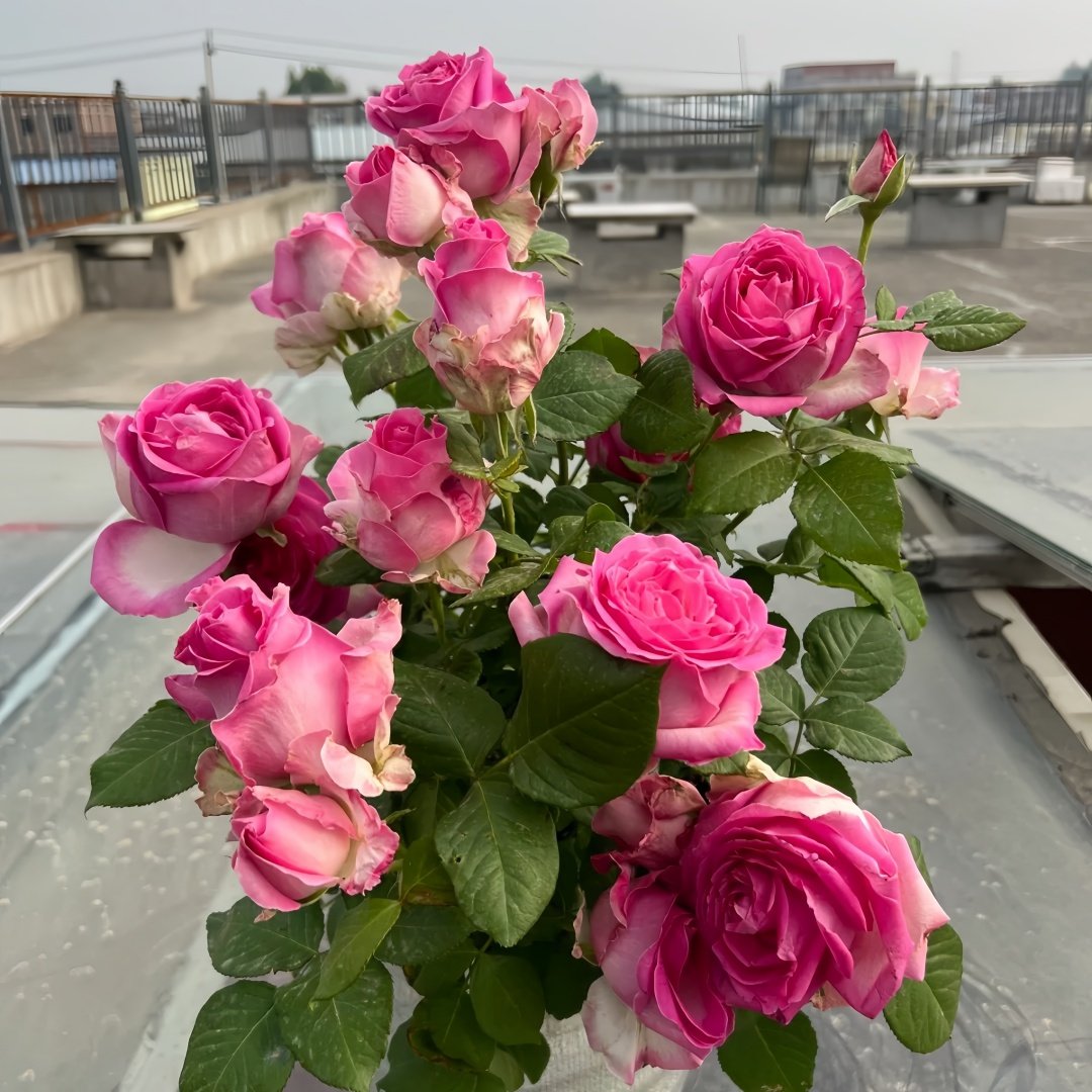 Candy Avalanche Rose Plant｜糖果雪山 image 9