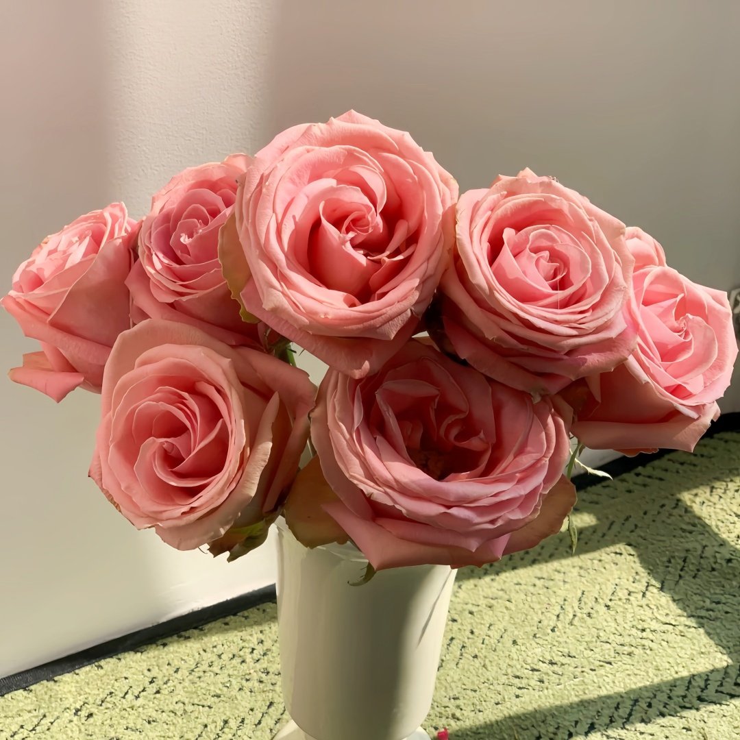 Hemosa Rose Plant ｜赫莫萨 image 7