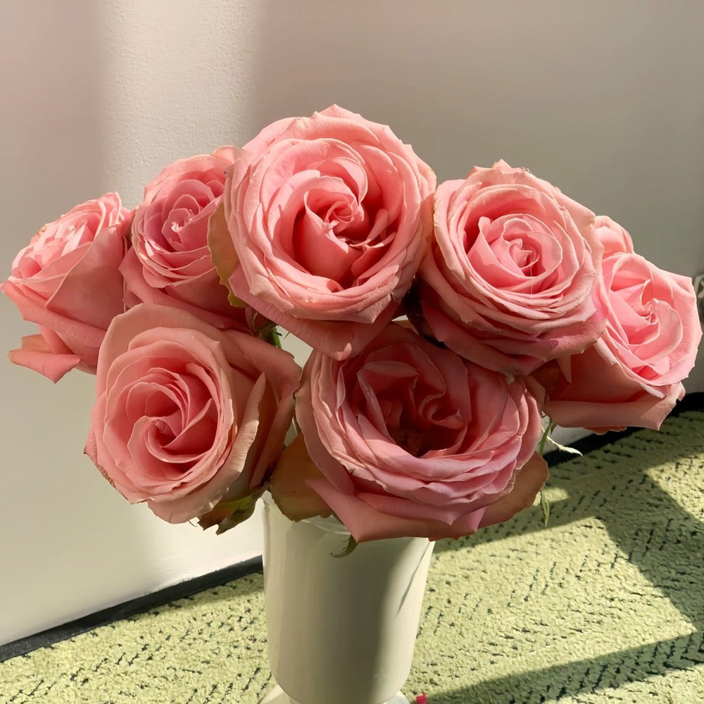 Hemosa Rose Plant ｜赫莫萨 image 7