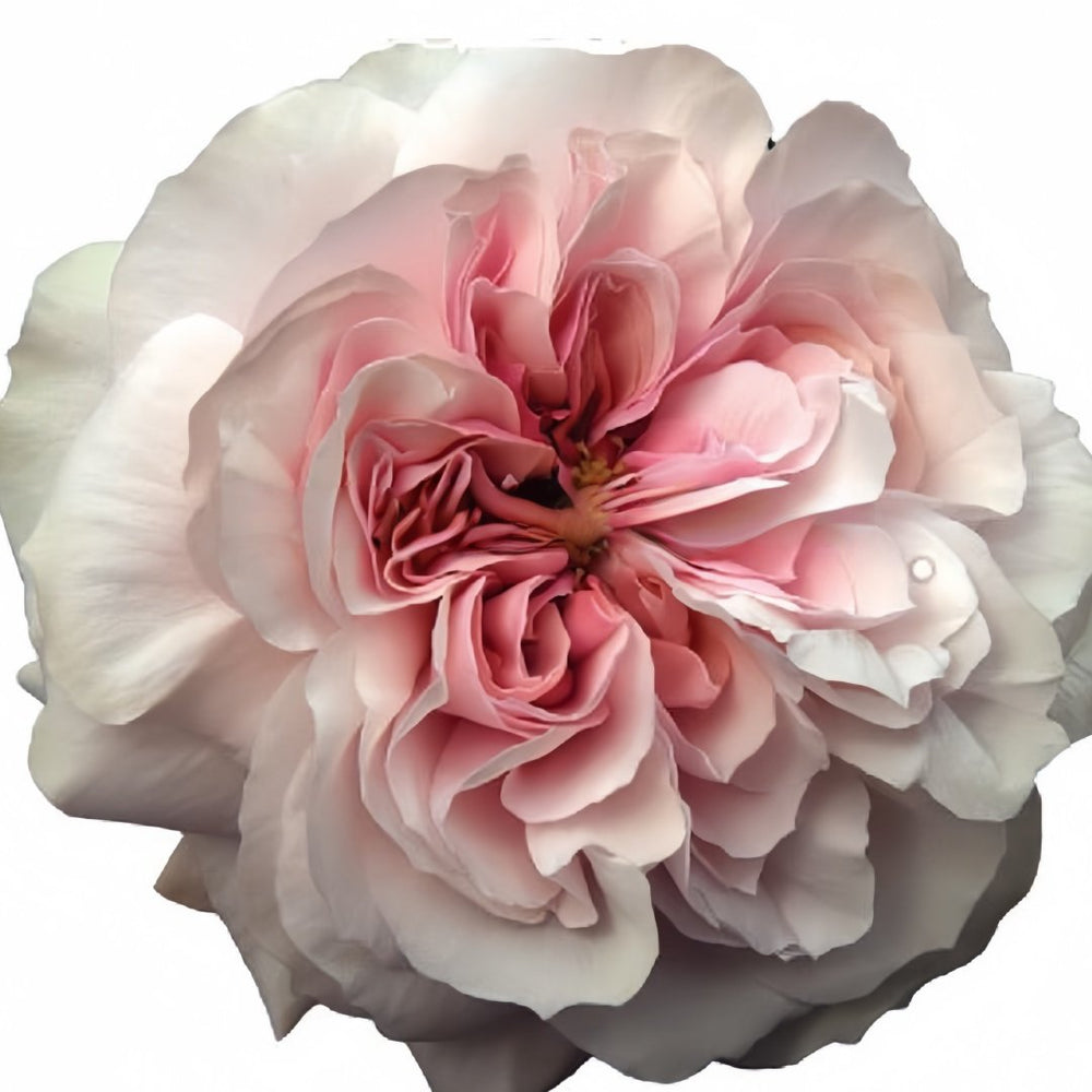 Princess Hoshiko Rose Plant|星子公主 image 3