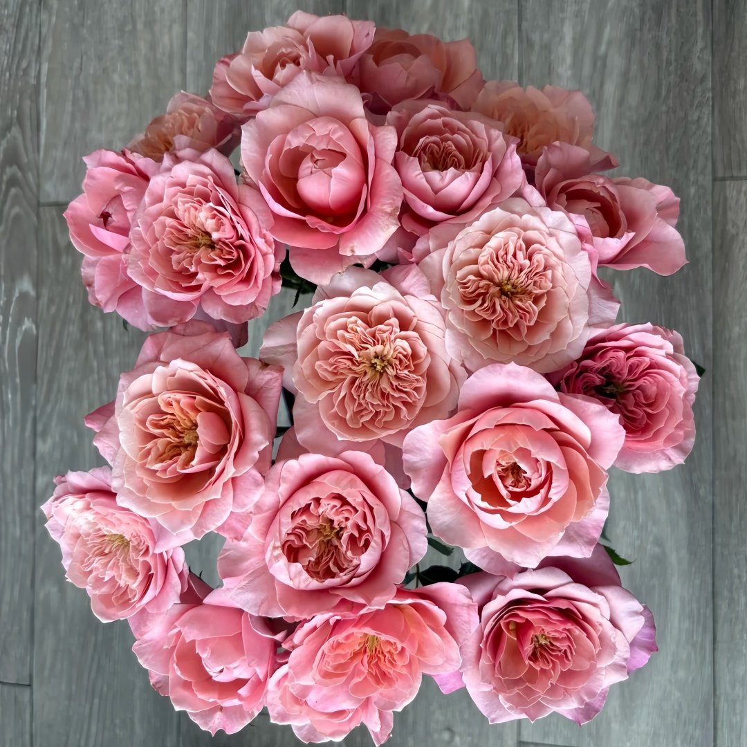 Mikoto Rose Plant｜美琴 image 7