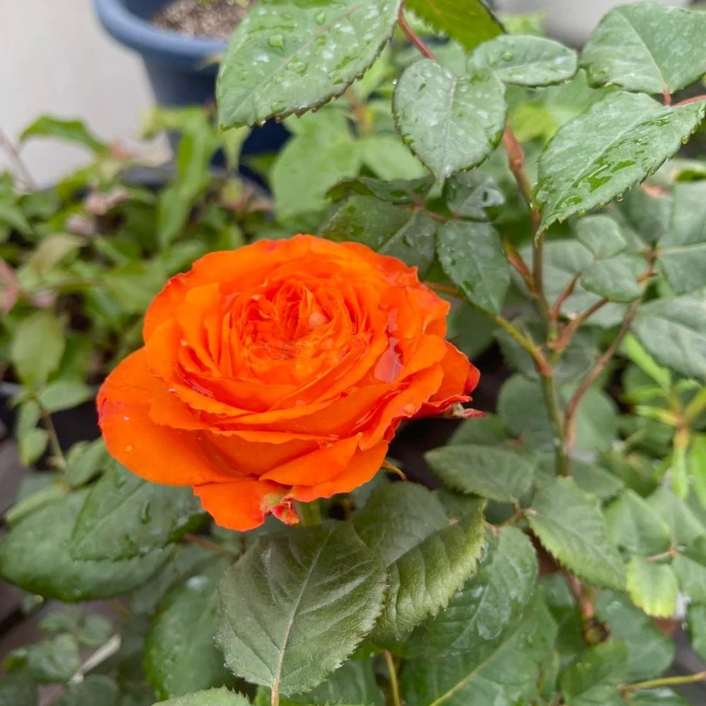 Orange Romantica Rose Plant｜浪漫橙色 image 4