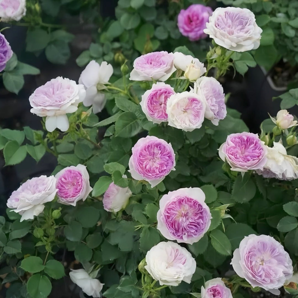 Blue Moon Stone Rose Plant|蓝月石 image 8