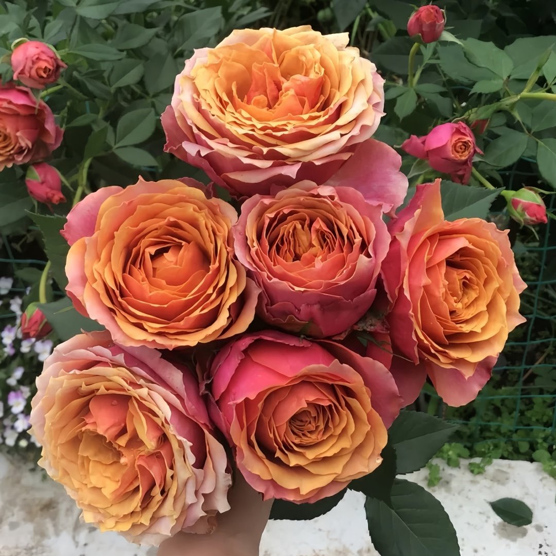 Rosa 'Naples Forever' Rose Plant｜永远的那不勒斯 image 0