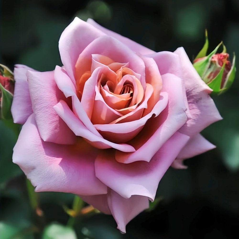 Zen Rose Plant｜禅 image 2