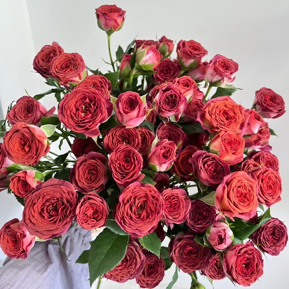 Chocolate Bubbles Rose Plant｜巧克力泡泡 image 0