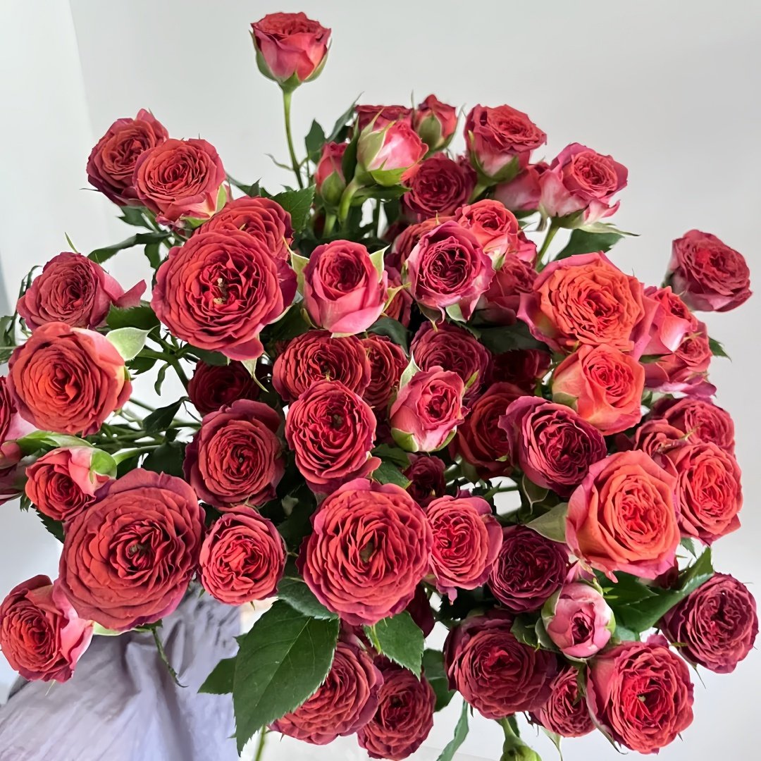 Chocolate Bubbles Rose Plant｜巧克力泡泡 image 0