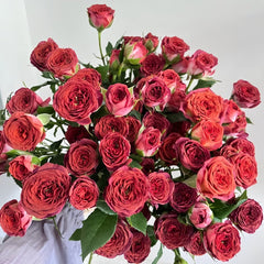 Chocolate Bubbles Rose Plant｜巧克力泡泡 image 0