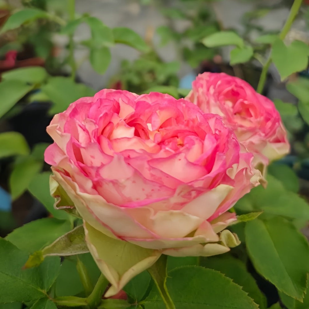 Norway forest Rose Plant｜挪威森林 image 7