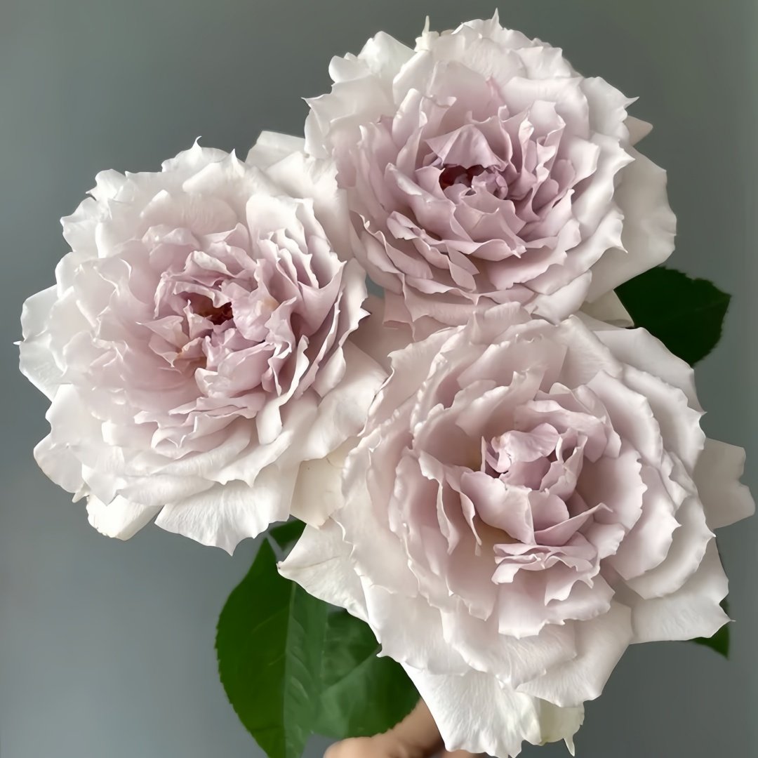 Floating Moon Rose Plant|浮月 image 7