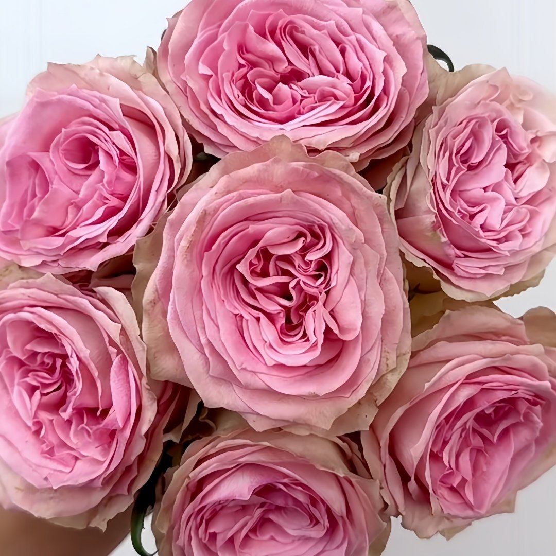 Sweet Elegance Rose Plant|甜蜜高雅 image 0