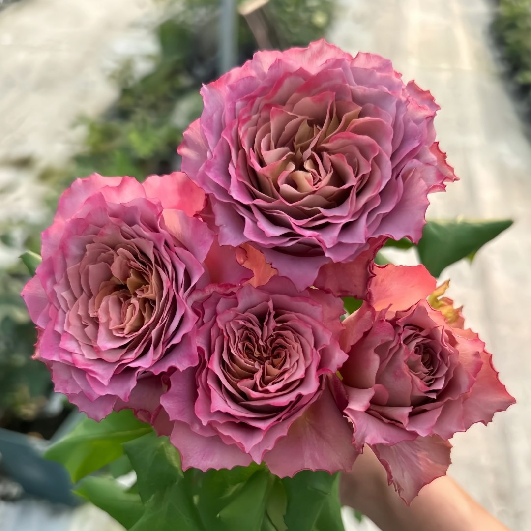 Thé nature Rose Plant|英伦节拍 image 0