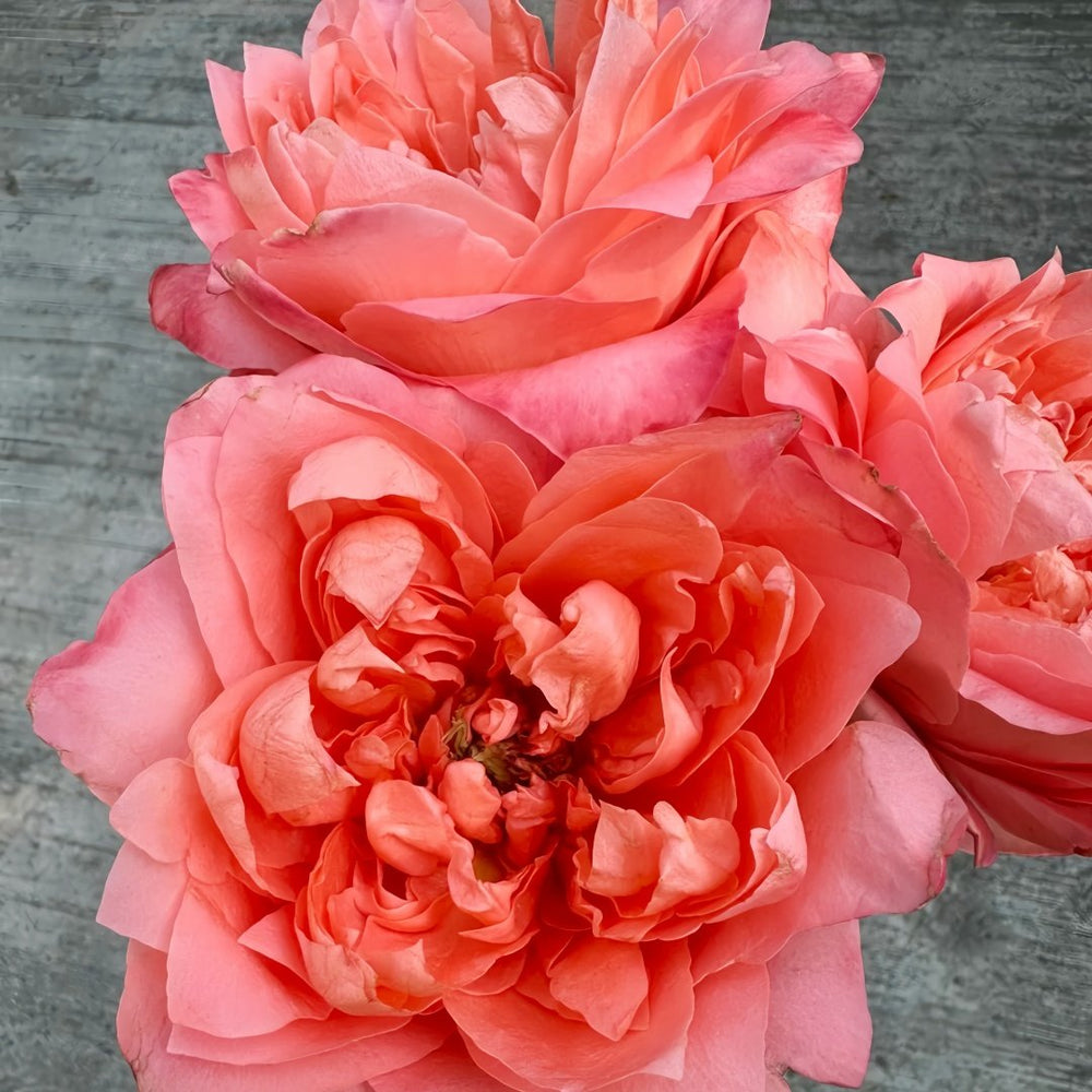 Dragonfly Rose Plant|蜻蜓/飞龙在天 image 4