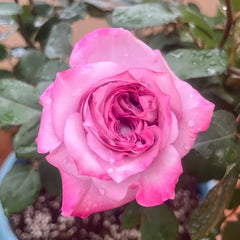 Deep Purple Rose Plant｜一片深紫 image 3