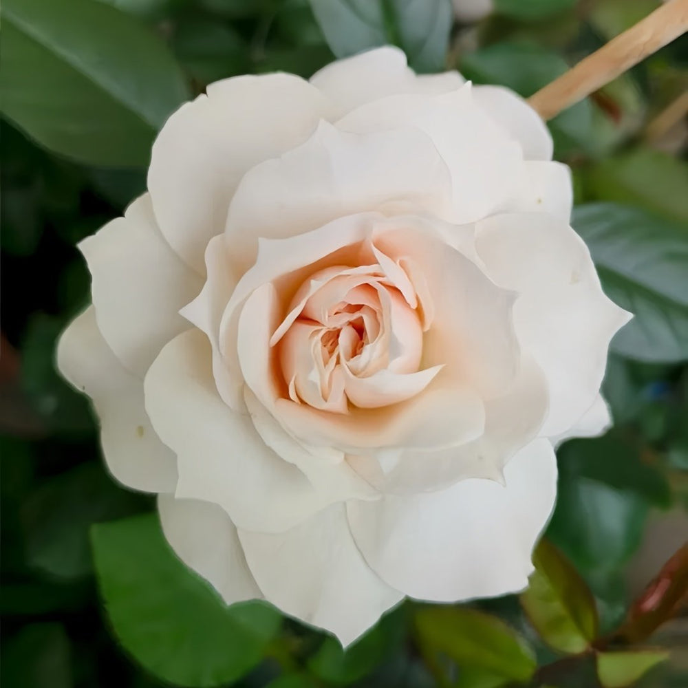 Opera Queen Rose Plant｜歌剧女皇 image 4