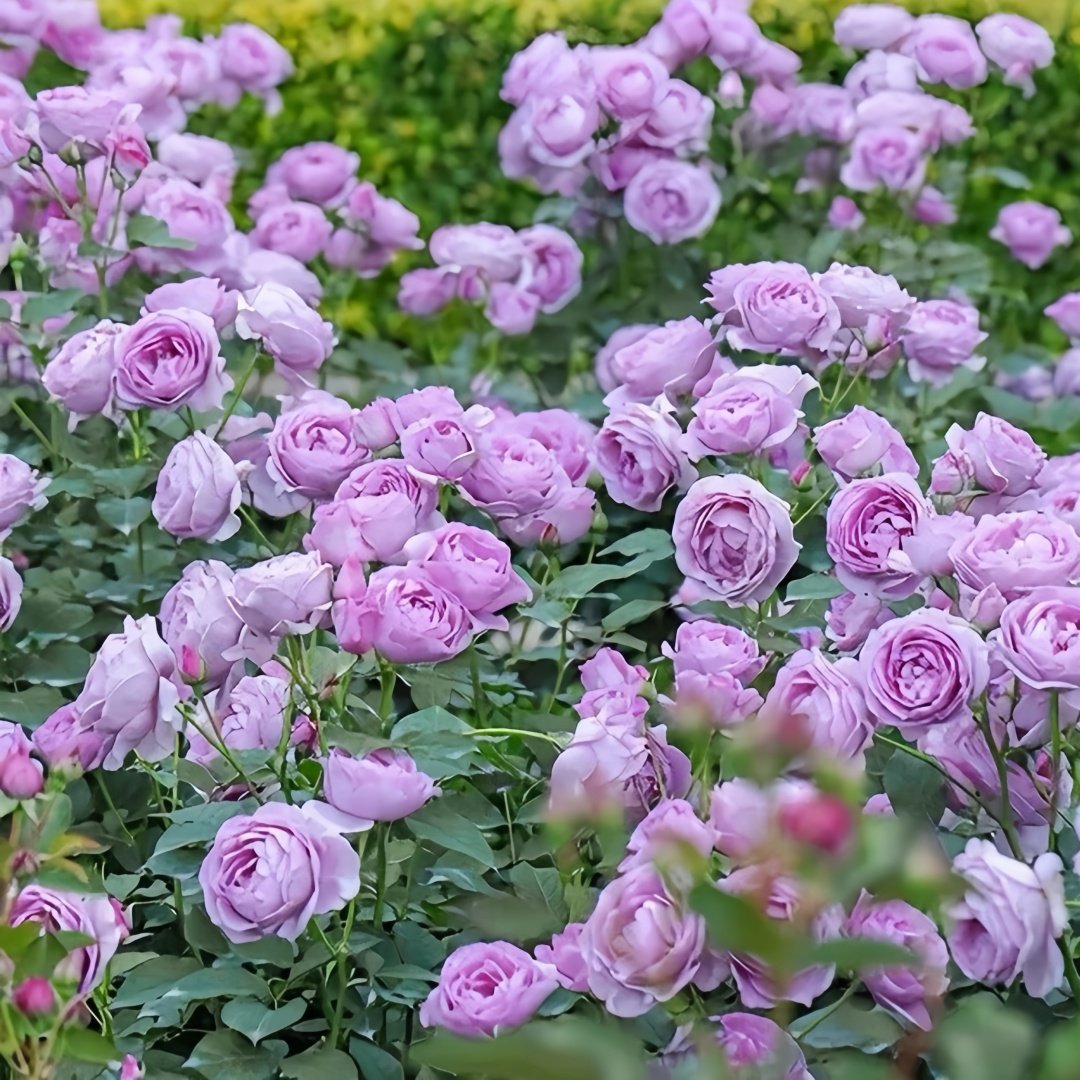 Shinoburedo Rose Plant|蓝色风暴 image 9