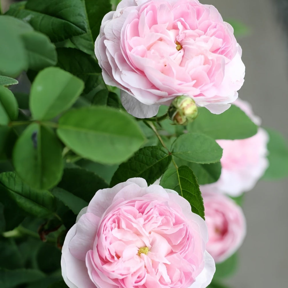 Duchesse de Montebello Rose Plant｜公爵夫人蒙特贝罗 image 5