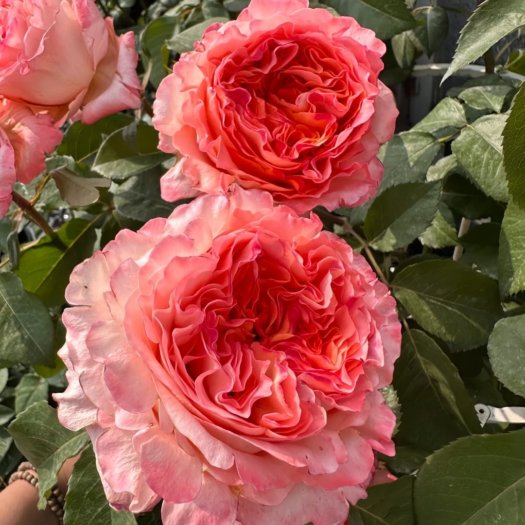 Special Song Rose Plant｜特别情歌 image 8