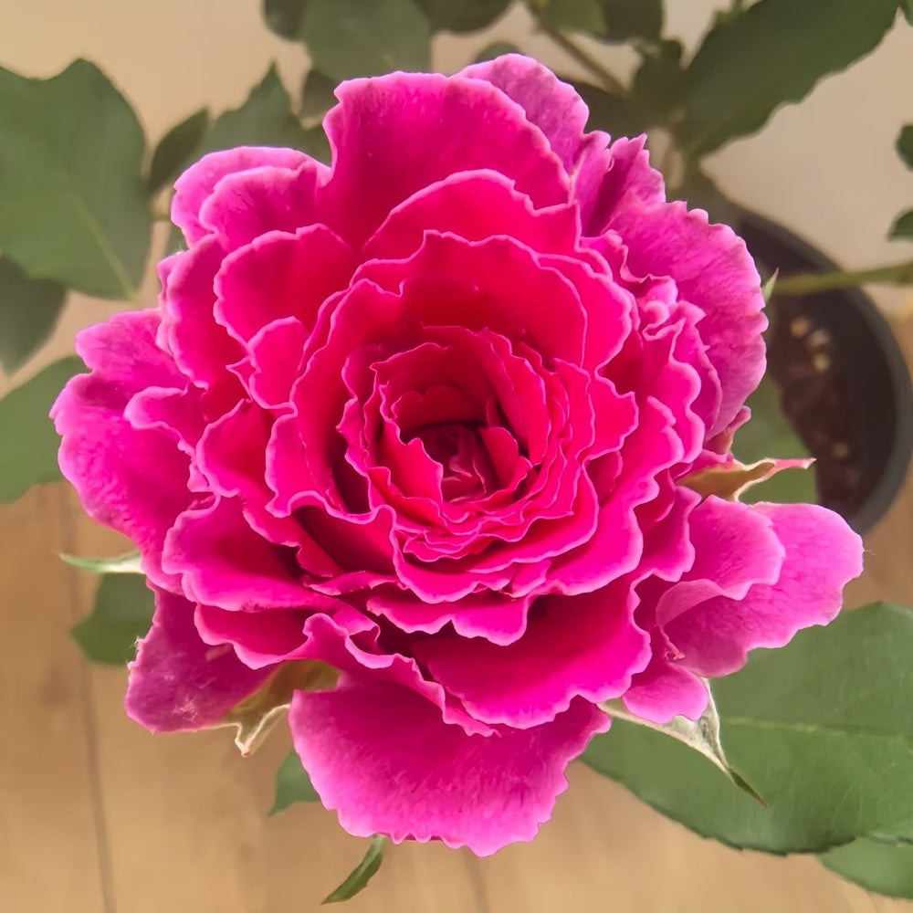 Japanese Ramukan Rose Plant｜草药 image 4