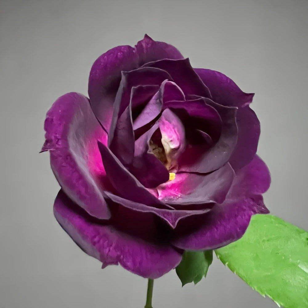 Midnight Blue Rose Plant|午夜深蓝 image 4
