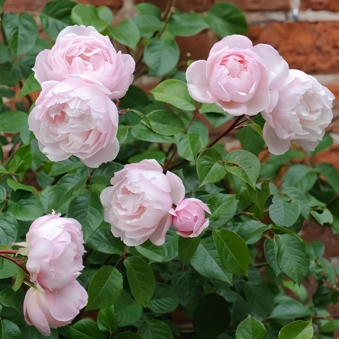 The Generous Gardener Rose Plant|慷慨的园丁 image 5