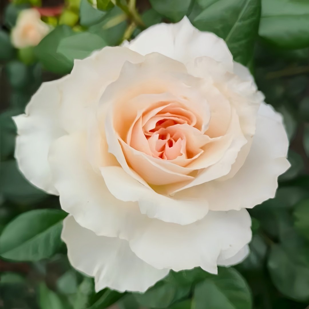 Opera Queen Rose Plant｜歌剧女皇 image 6