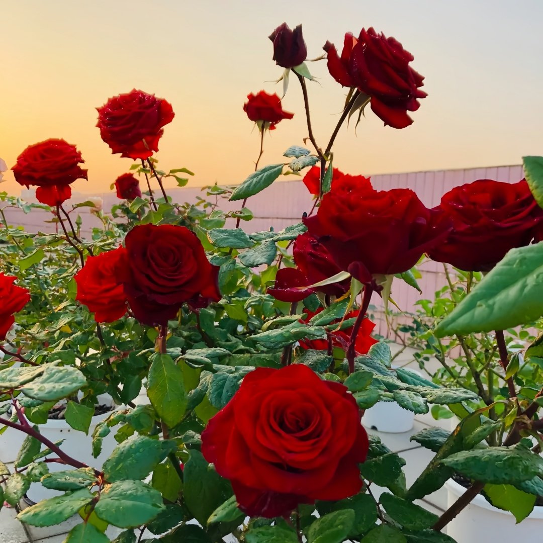 Plateau Red Rose Plant｜高原红 image 7