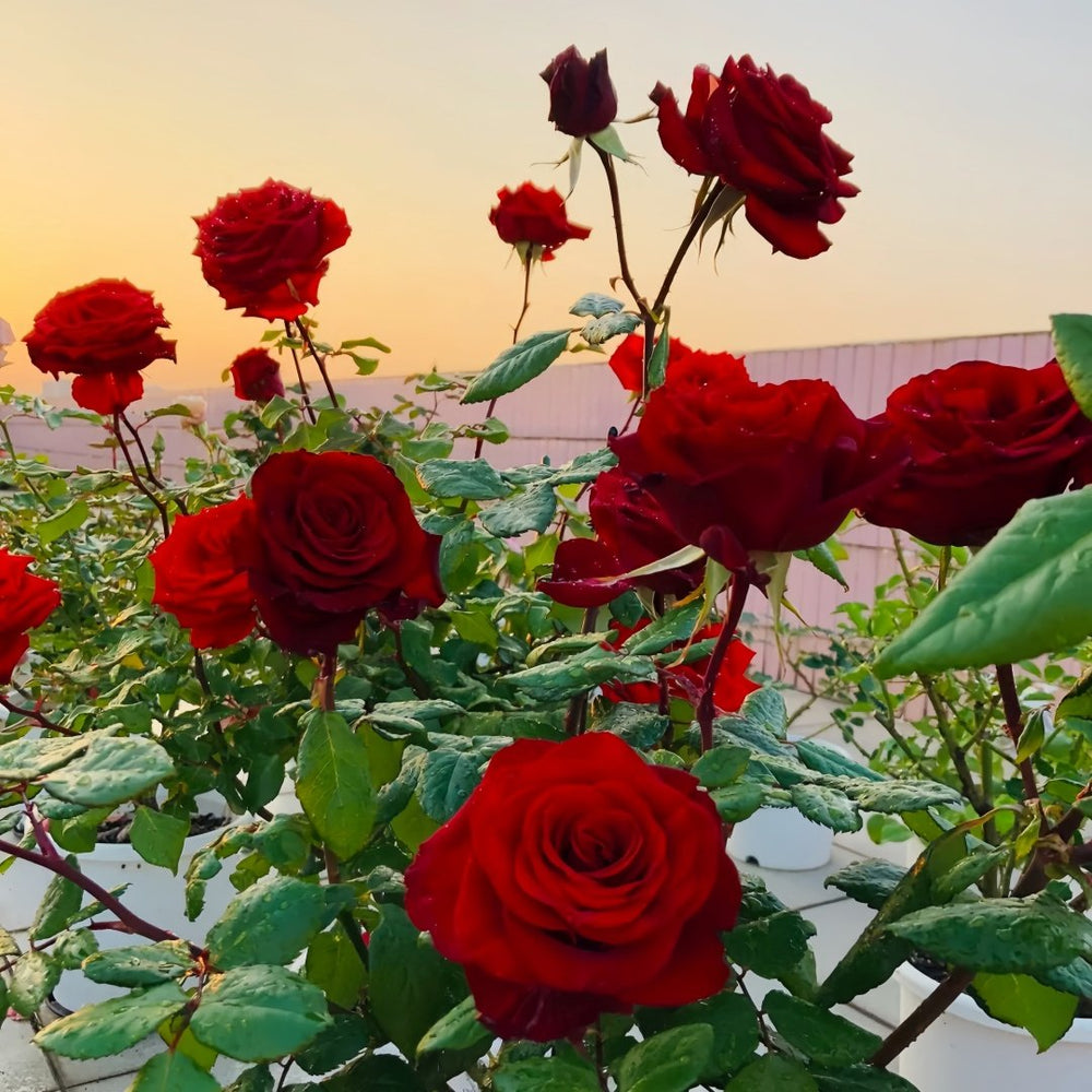 Plateau Red Rose Plant｜高原红 image 7