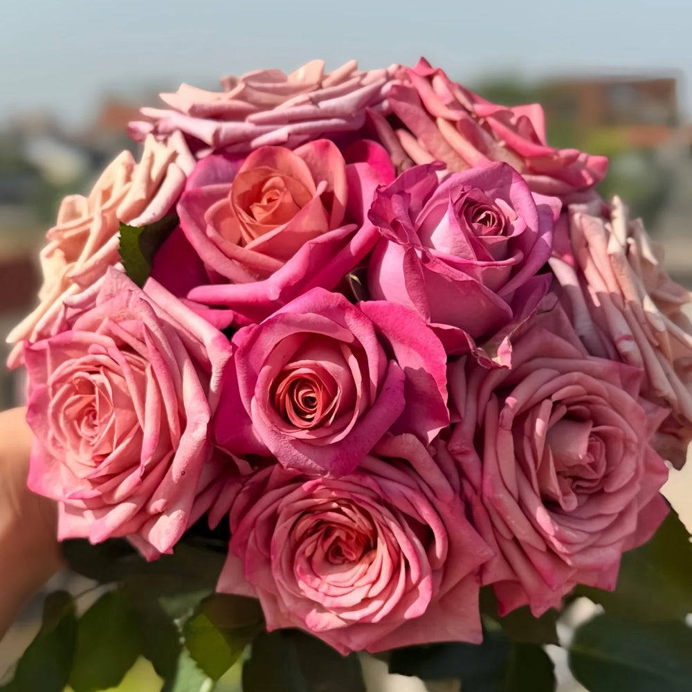 Barista Rose Plant ｜调香师 image 0