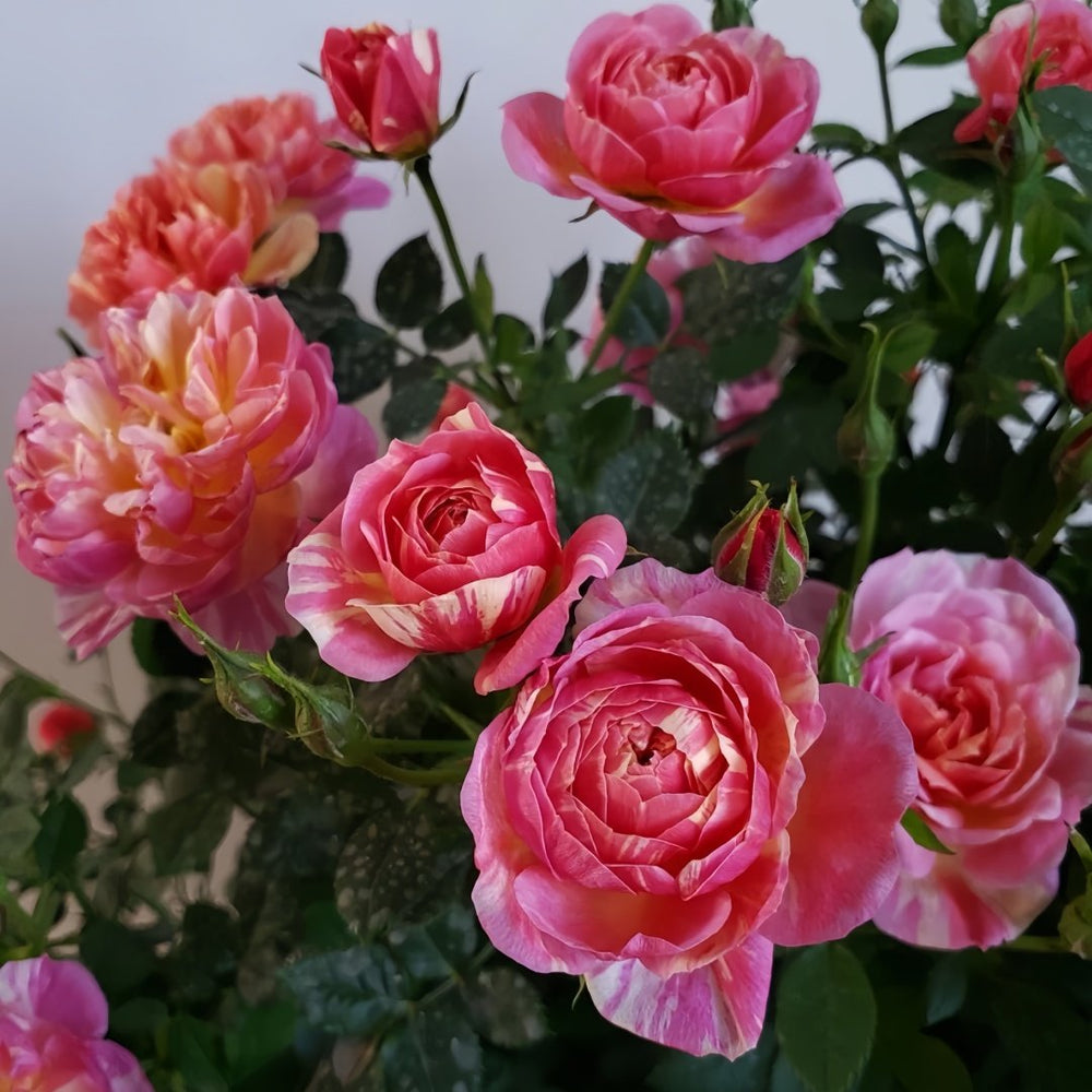 Cache Cache Rose Plant｜躲躲藏藏 image 6