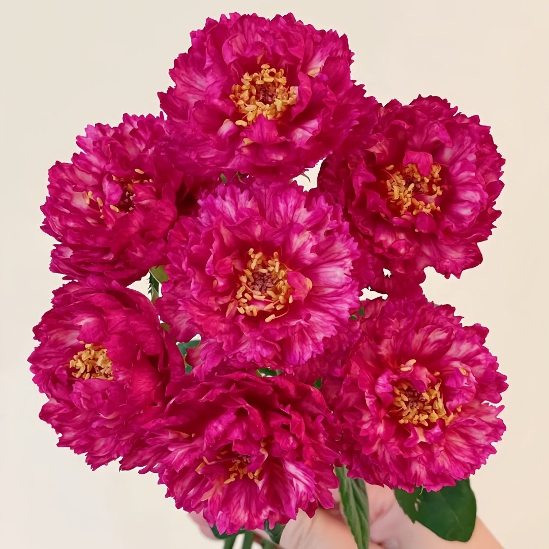Ligare Rose Plant｜真彩230 image 2