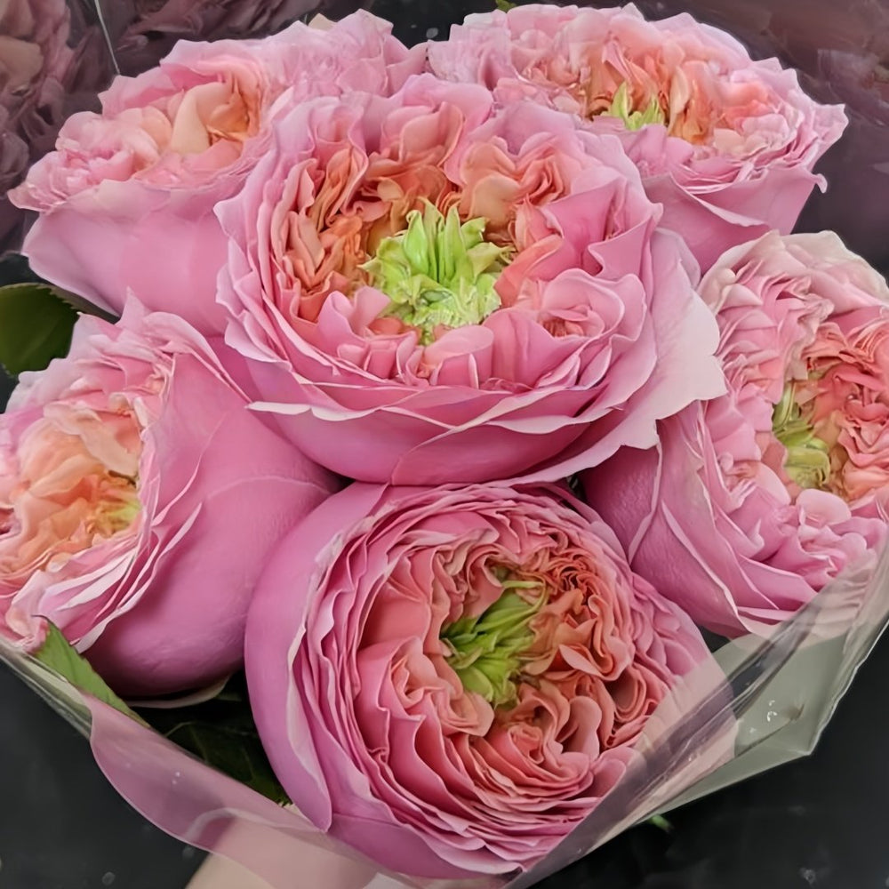 Sweet Eye Rose Plant|甜蜜眼 image 8
